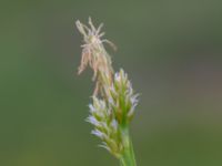 Carex pallescens Kungsängen, Kungsmarken, Lund, Skåne, Sweden 20220525_0011