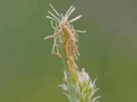 Carex pallescens Kungsängen, Kungsmarken, Lund, Skåne, Sweden 20220525_0012