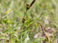 Carex panicea Ängsnäset, Falsterbohalvön, Vellinge, Skåne, Sweden 20170618_0128