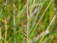 Carex panicea Fuktängen Toarpsdammen, Toarp, Malmö, Skåne, Sweden 20220601_0060