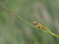 Carex panicea Fuktängen, Toarp, Malmö, Skåne, Sweden 20210628_0047