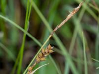 Carex panicea Hunneröds mosse, Svedala, Skåne, Sweden 20160714_0051
