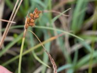 Carex panicea Hunneröds mosse, Svedala, Skåne, Sweden 20160714_0053
