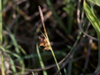 Carex panicea Hunneröds mosse, Svedala, Skåne, Sweden 20170620_0007