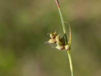 Carex panicea Hunneröds mosse, Svedala, Skåne, Sweden 20170620_0008