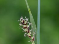 Carex panicea Kungsängen, Kungsmarken, Lund, Skåne, Sweden 20220525_0021