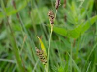 Carex panicea Kungsängen, Kungsmarken, Lund, Skåne, Sweden 20220525_0024