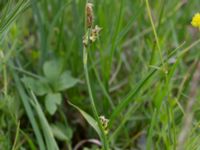 Carex panicea Kungsängen, Kungsmarken, Lund, Skåne, Sweden 20220525_0030