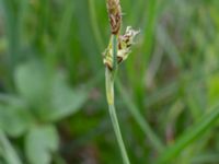 Carex panicea Kungsängen, Kungsmarken, Lund, Skåne, Sweden 20220525_0032
