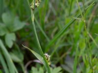 Carex panicea Kungsängen, Kungsmarken, Lund, Skåne, Sweden 20220525_0033