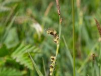Carex panicea Kungsängen, Kungsmarken, Lund, Skåne, Sweden 20220525_0036
