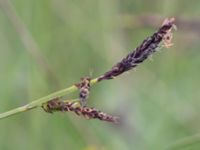 Carex panicea Kungsmarken, Lund, Skåne, Sweden 20160528_0063