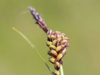 Carex panicea Sandheden, Klagshamns udde, Malmö, Skåne, Sweden 20240531_0039