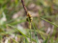 Carex panicea Skanörs ljung, Falsterbohalvön, Vellinge, Skåne, Sweden 20170618_0129