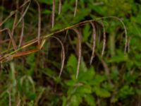 Carex pendula Björkelundadammen, Malmö, Skåne, Sweden 20190801_0002