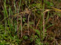 Carex pendula Björkelundadammen, Malmö, Skåne, Sweden 20190801_0005