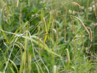 Carex pendula Sankt Hans backar, Lund, Skåne, Sweden 20160608_0055