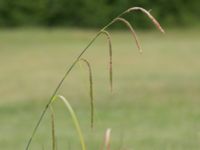 Carex pendula Sankt Hans backar, Lund, Skåne, Sweden 20160608_0060