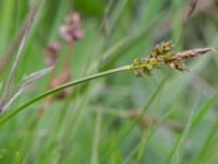 Carex pilulifera Fuktängen, Kungsmarken, Lund, Skåne, Sweden 20220525_0047