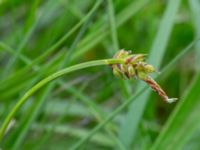 Carex pilulifera Fuktängen, Kungsmarken, Lund, Skåne, Sweden 20220525_0048
