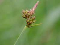 Carex pilulifera Fuktängen, Kungsmarken, Lund, Skåne, Sweden 20220525_0049