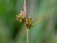 Carex pilulifera Fuktängen, Kungsmarken, Lund, Skåne, Sweden 20220525_0051