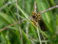 Carex pilulifera Fuktängen, Kungsmarken, Lund, Skåne, Sweden 20220525_0057