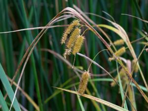 Carex pseudocyperus - Cyperus Sedge - Slokstarr