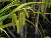 Carex pseudocyperus Österleden, Bjärred, Lomma, Skåne, Sweden 20160726_0070