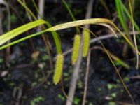 Carex pseudocyperus Österleden, Bjärred, Lomma, Skåne, Sweden 20160726_0071