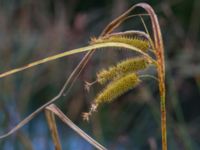 Carex pseudocyperus Jordholmen, Mellan-Grevie, Vellinge, Skåne, Sweden 20150828_0038