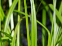 Carex pseudocyperus Mellersta dammarna, Almåsa, Malmö, Skåne, Sweden 20200711_0062