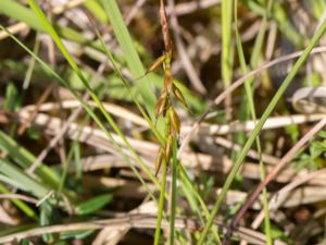 Carex pulicaris - Flea Sedge - Loppstarr