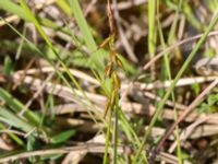 Carex pulicaris Hunneröds mosse, Svedala, Skåne, Sweden 20170620_0014