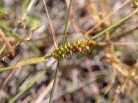 Carex punctata Tåudden, Rörö, Öckerö, Bohuslän, Sweden 20190717_0076