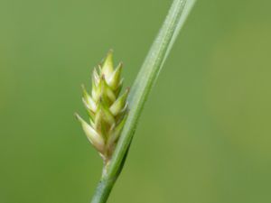 Carex remota - Remote Sedge - Skärmstarr