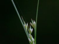 Carex remota Biskoptorps naturreservat, Kvibille, Halmstad, Halland, Sweden 20220612_0029