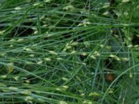 Carex remota Hjularöd, Eslöv, Skåne, Sweden 20170617_0006