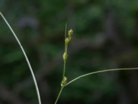 Carex remota Linnebjers naturreservat, Lund, Skåne, Sweden 20170623_0029