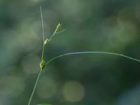 Carex remota Vaktkuren infarten Kullabergs NR, Höganäs, Skåne, Sweden 20180702_0158