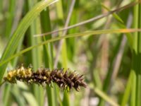 Carex riparia Fuktängen, Klagshamns udde, Malmö, Skåne, Sweden 20150702_0055