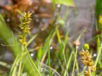 Carex spicata Dammar Gränsvägen, Åkarp, Burlöv, Skåne, Sweden 20240714_0110