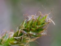 Carex spicata Kalkugnen, Klagshamns udde, Malmö, Skåne, Sweden 20150524B_0085