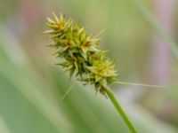 Carex spicata Svanetorpsvägen, Åkarp, Lomma, Skåne, Sweden 20160716_0114