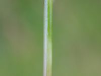 Carex spicata Tjustorps industriby, Svedala, Skåne, Sweden 20170701_0068
