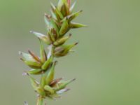 Carex spicata Tjustorps industriby, Svedala, Skåne, Sweden 20170701_0072