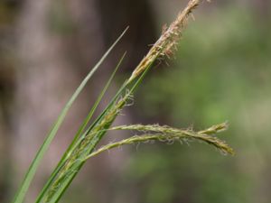 Carex sylvatica - Wood-sedge - Skogsstarr