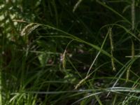 Carex sylvatica Gabelljung, Svedala, Skåne, Sweden 20210613_0035