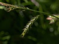 Carex sylvatica Gabelljung, Svedala, Skåne, Sweden 20210613_0037
