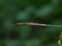 Carex sylvatica Hjularöd, Eslöv, Skåne, Sweden 20170617_0022